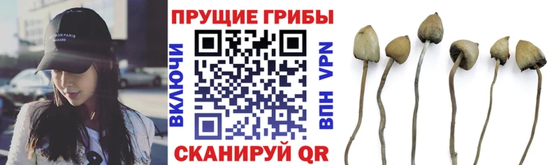 Псилоцибиновые грибы GOLDEN TEACHER  наркотики  Старый Оскол 